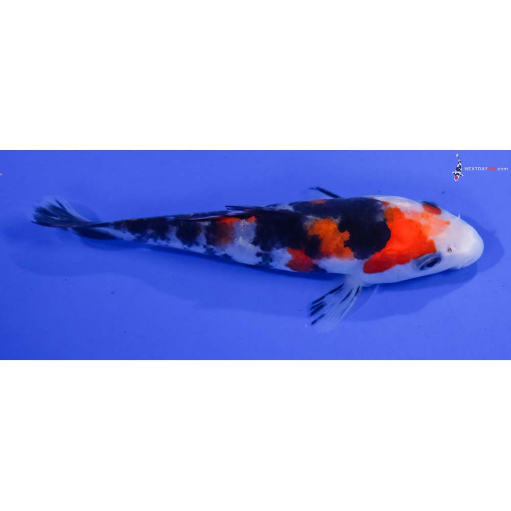 4.5” Imported Sanke