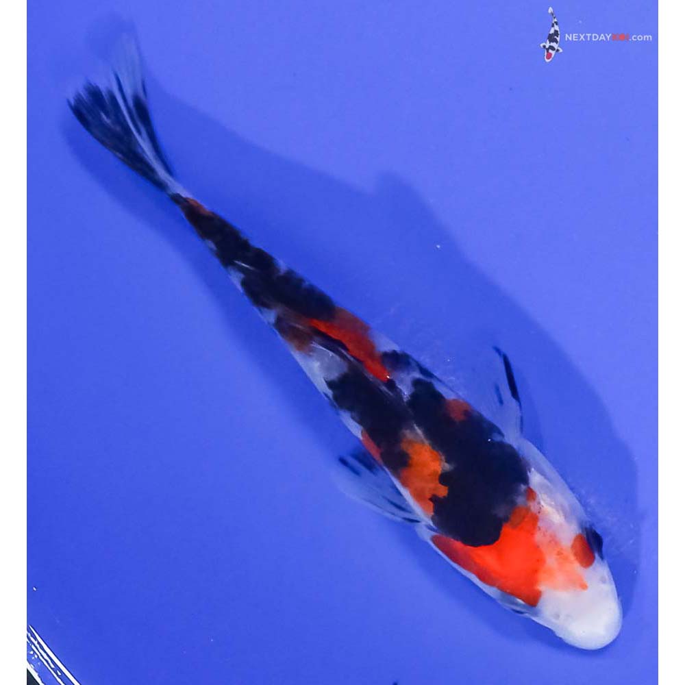 4.5” Imported Sanke