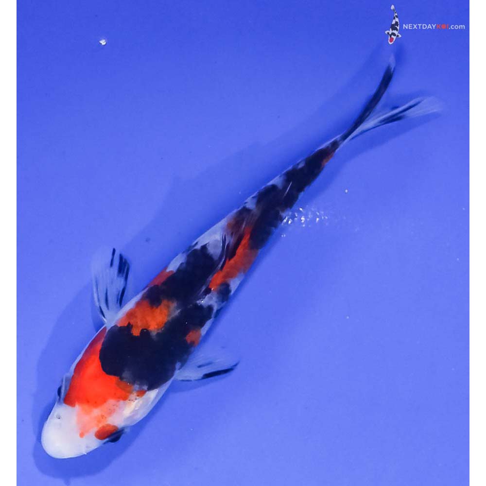 4.5” Imported Sanke