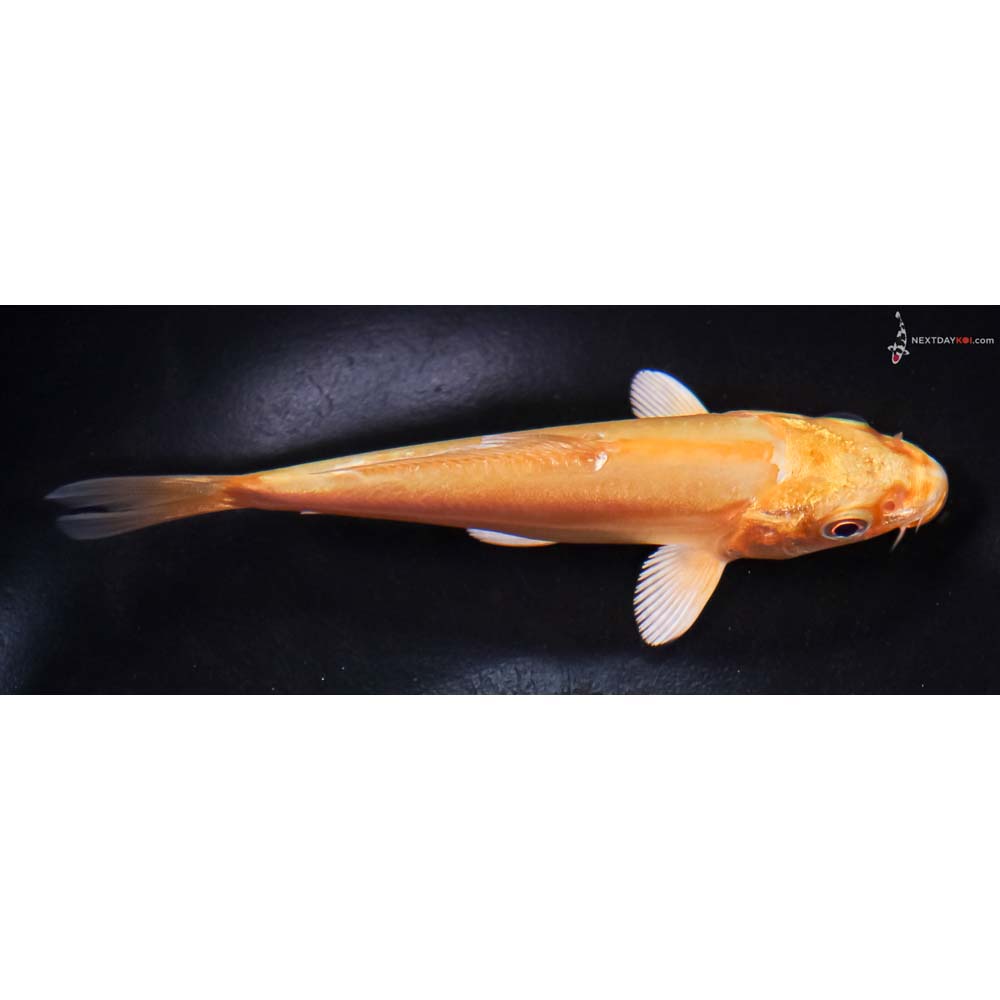 4.5” Imported Doitsu Yamabuki Ogon