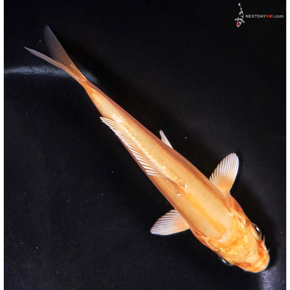 4.5” Imported Doitsu Yamabuki Ogon