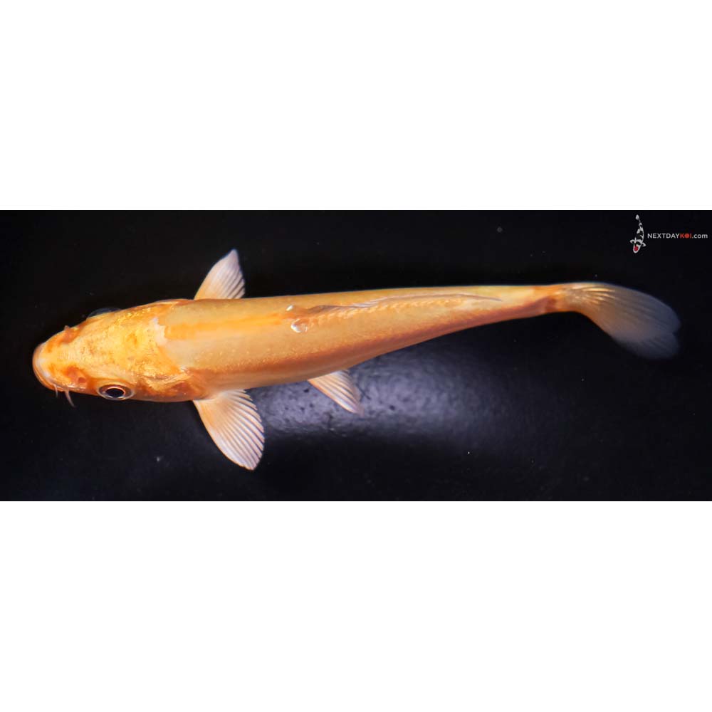 4.5” Imported Doitsu Yamabuki Ogon