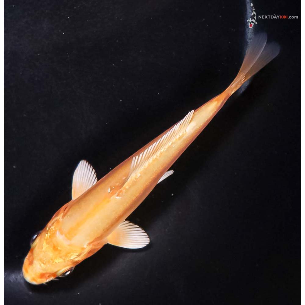 4.5” Imported Doitsu Yamabuki Ogon