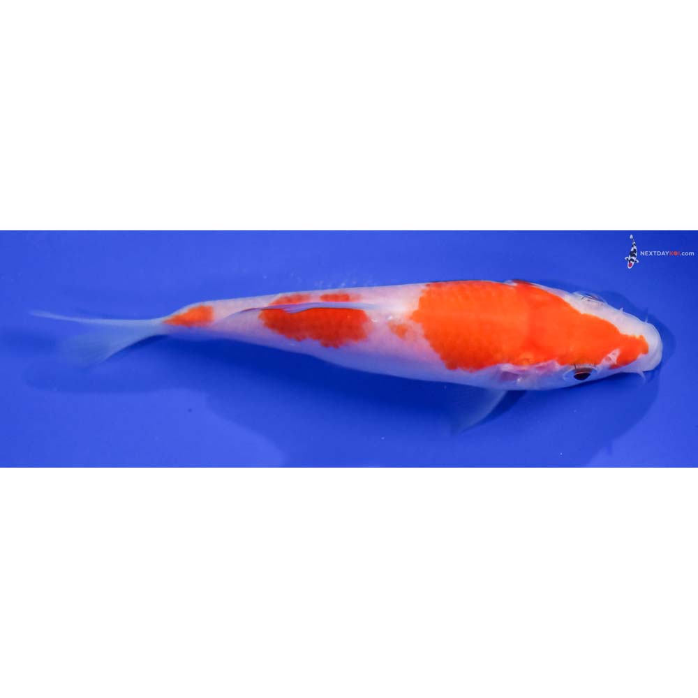 4.5” Imported Kohaku