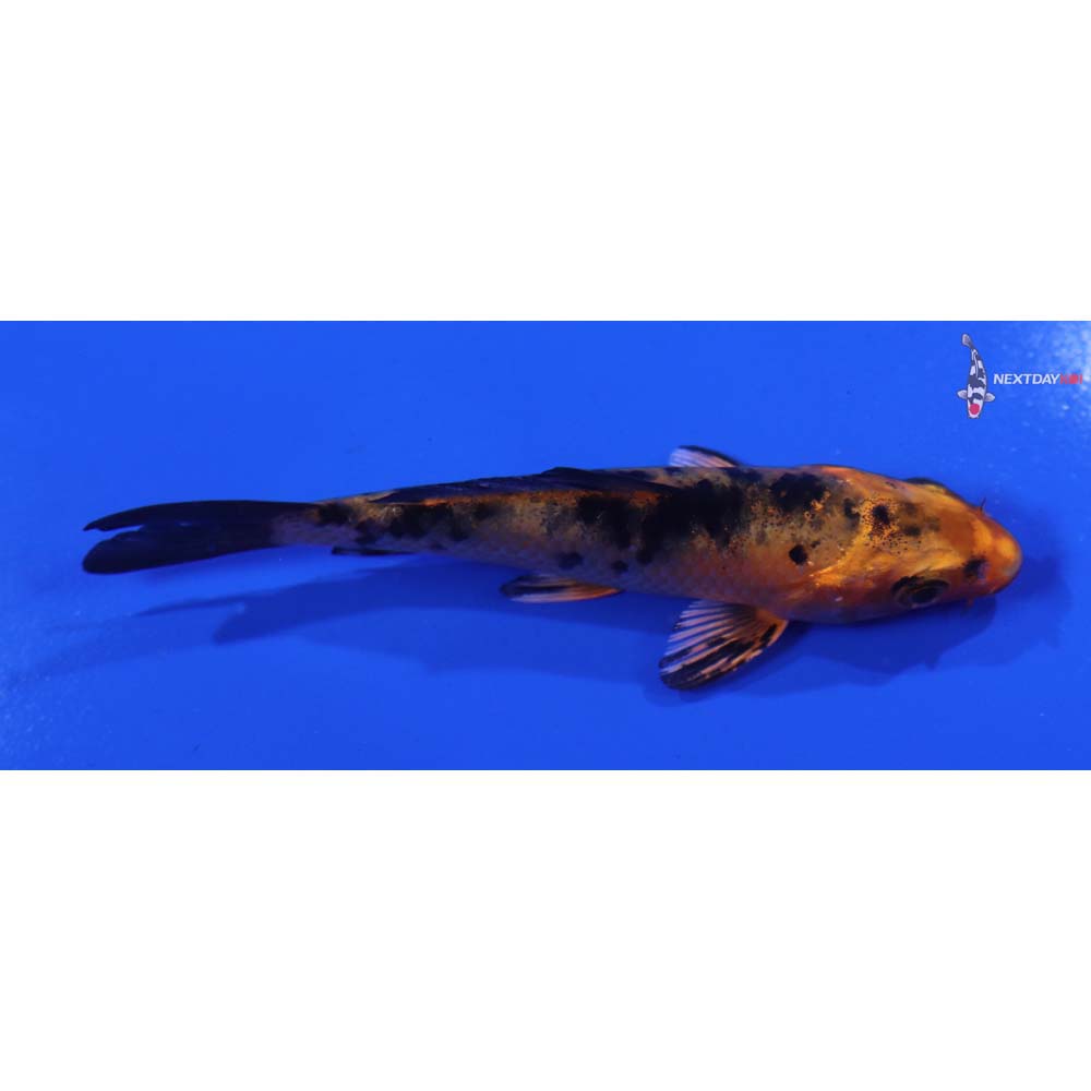 3.5” Imported Kin Aka Bekko