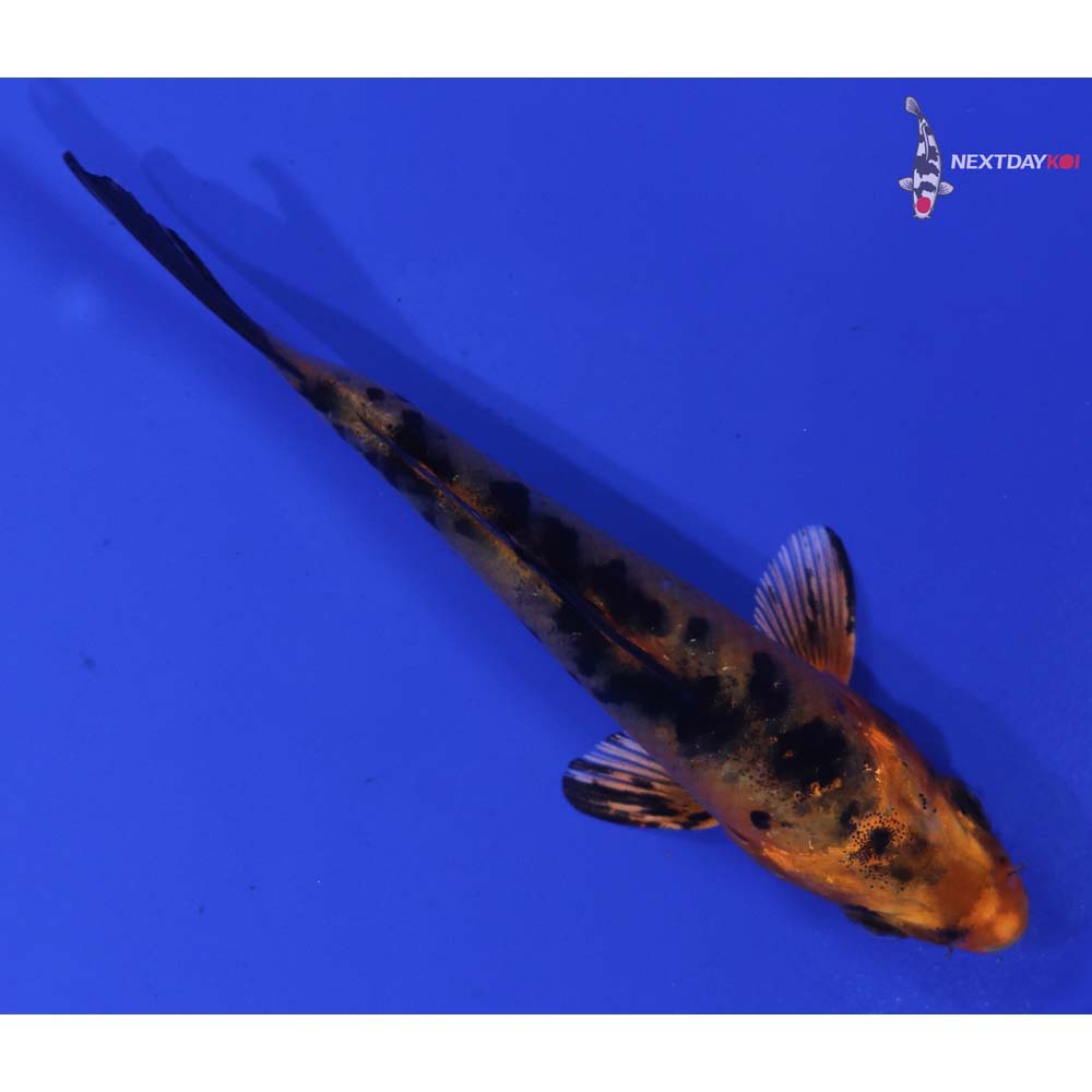 3.5” Imported Kin Aka Bekko