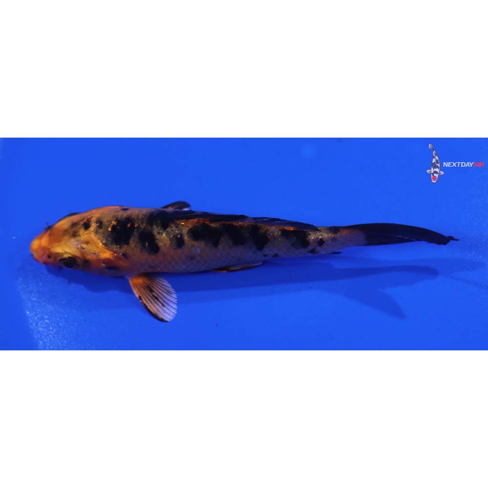 3.5” Imported Kin Aka Bekko