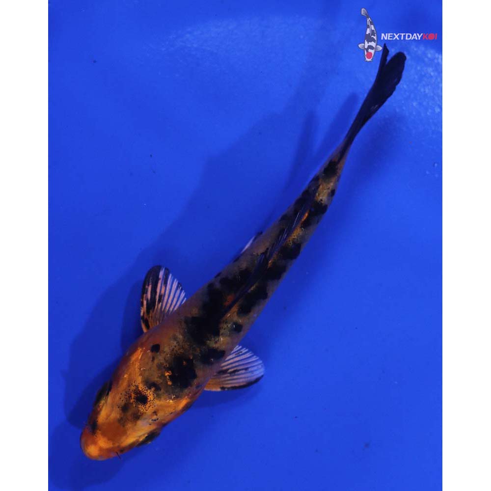 3.5” Imported Kin Aka Bekko