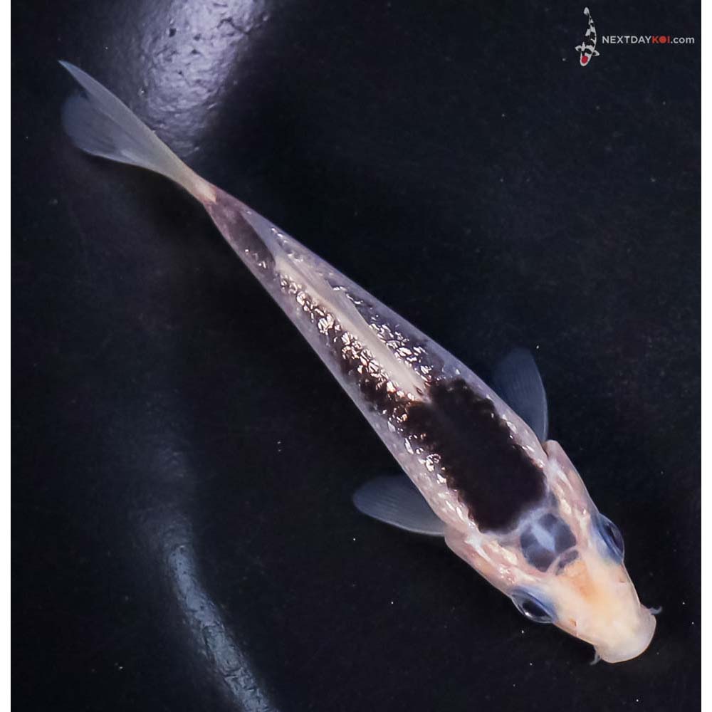 3.5” Imported Gin Rin Goromo