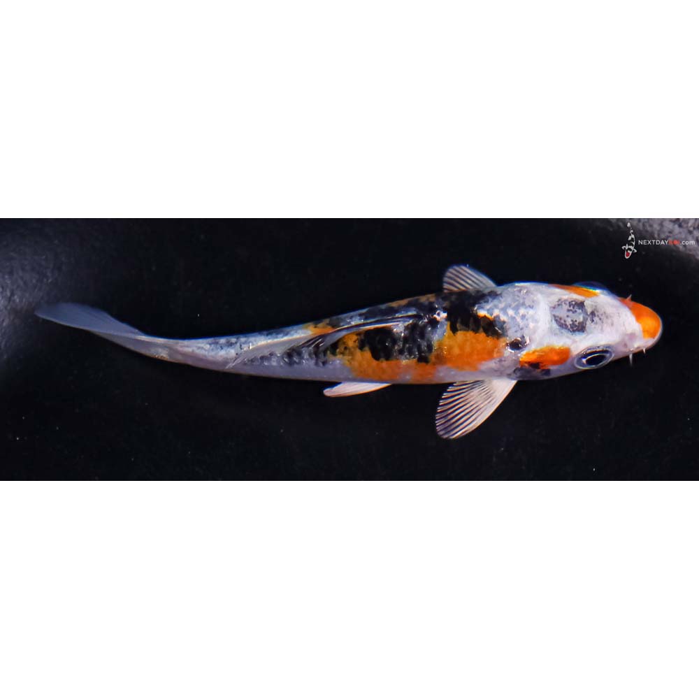 3.5” Imported Yamato Nishiki
