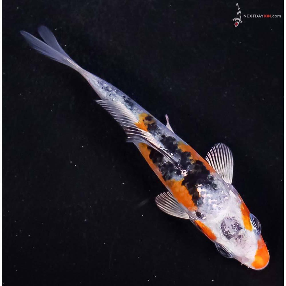 3.5” Imported Yamato Nishiki