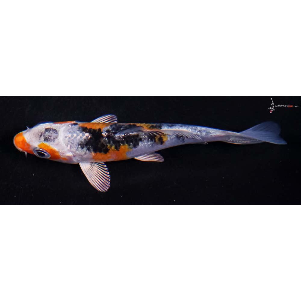 3.5” Imported Yamato Nishiki