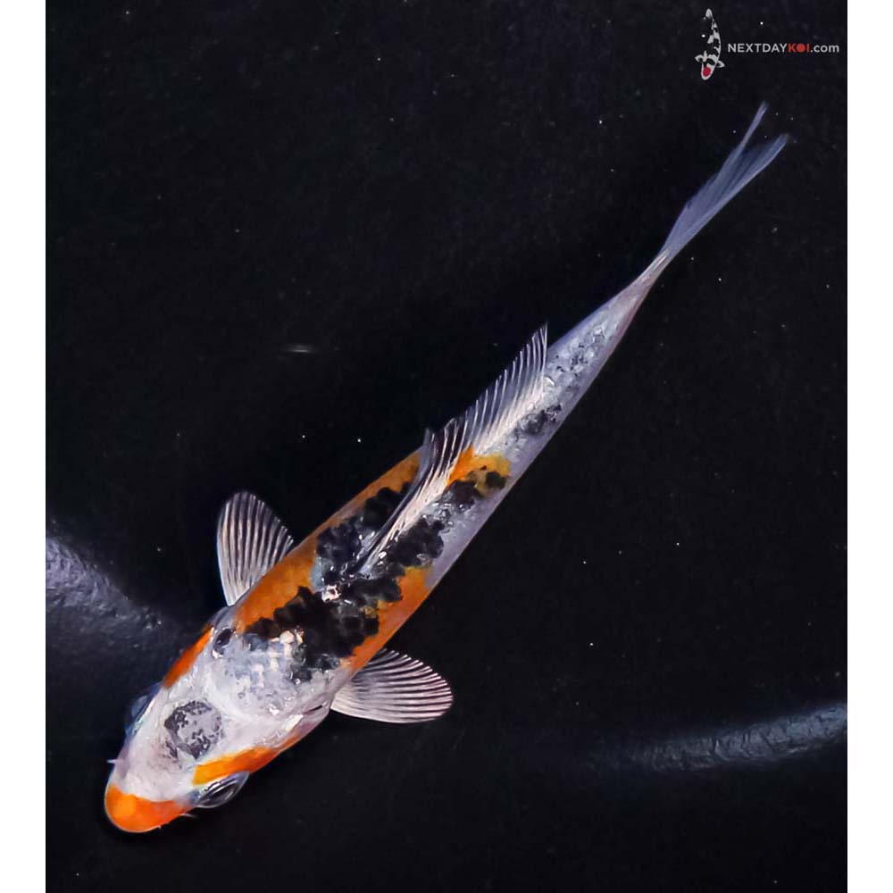 3.5” Imported Yamato Nishiki