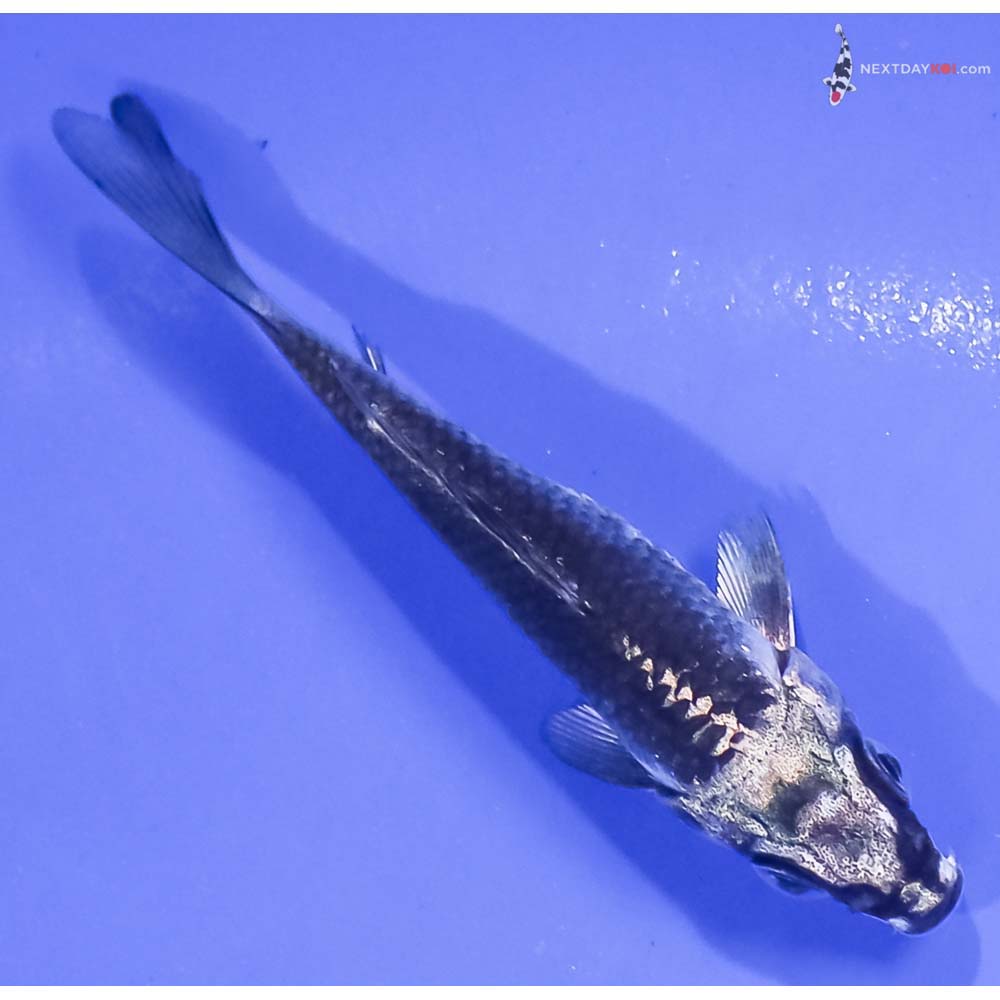 3.5” Imported Gin Matsuba