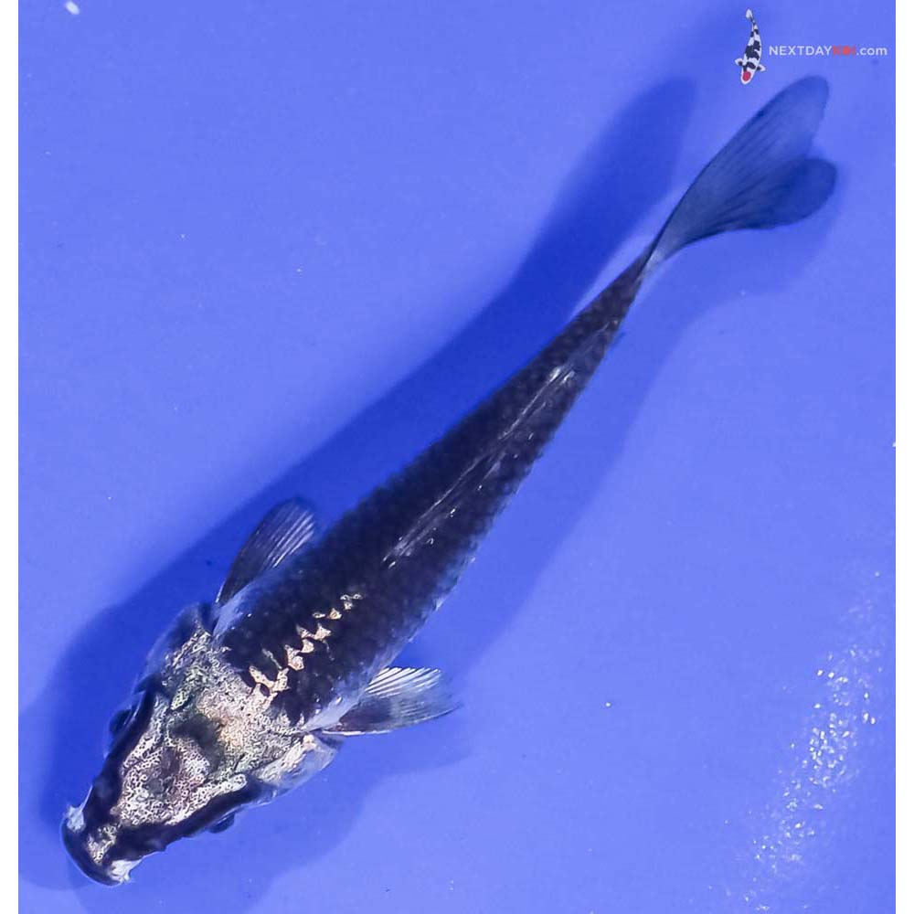 3.5” Imported Gin Matsuba