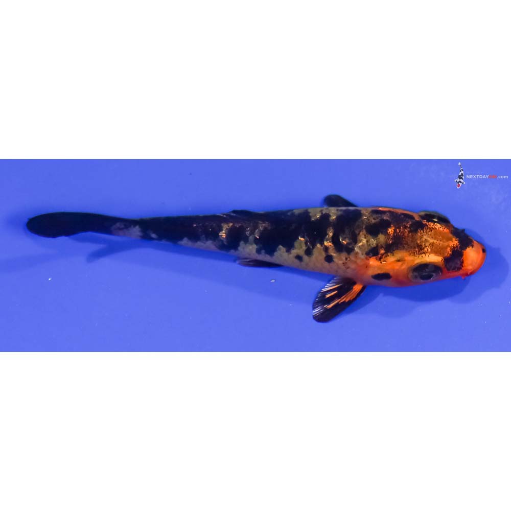 3.5” Imported Kin Aka Bekko