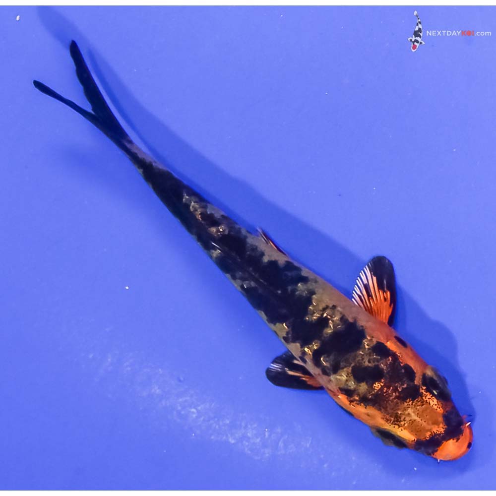 3.5” Imported Kin Aka Bekko