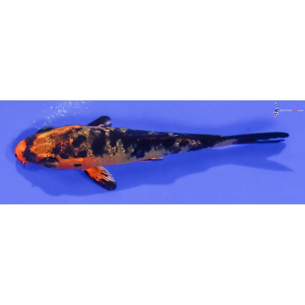 3.5” Imported Kin Aka Bekko
