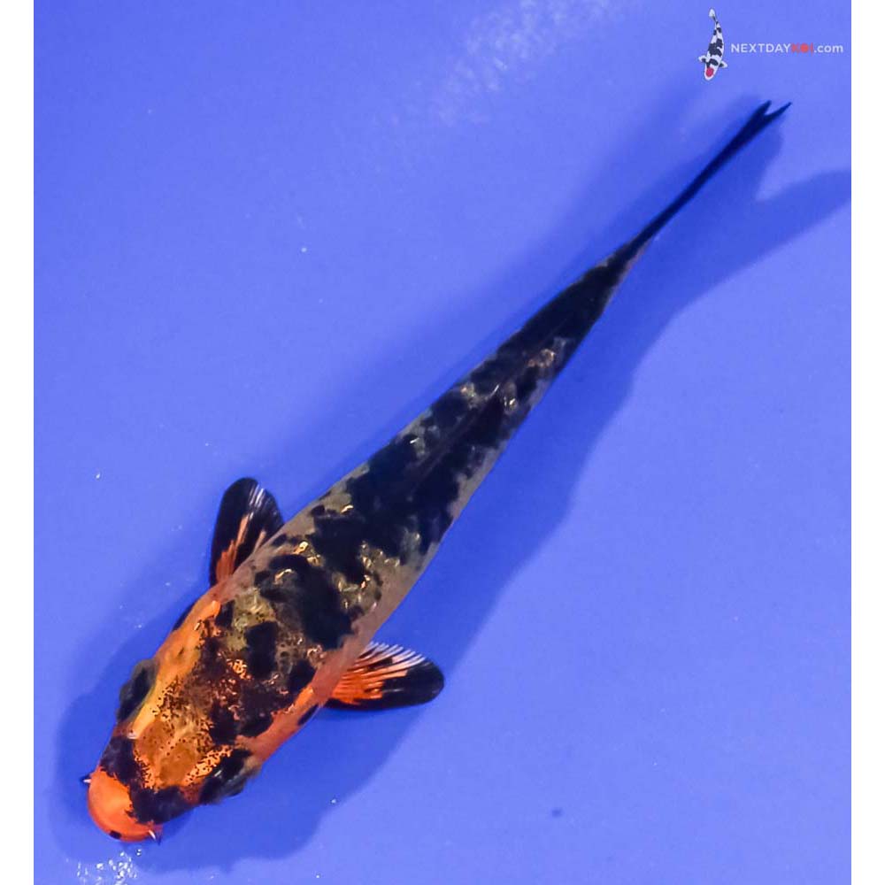 3.5” Imported Kin Aka Bekko
