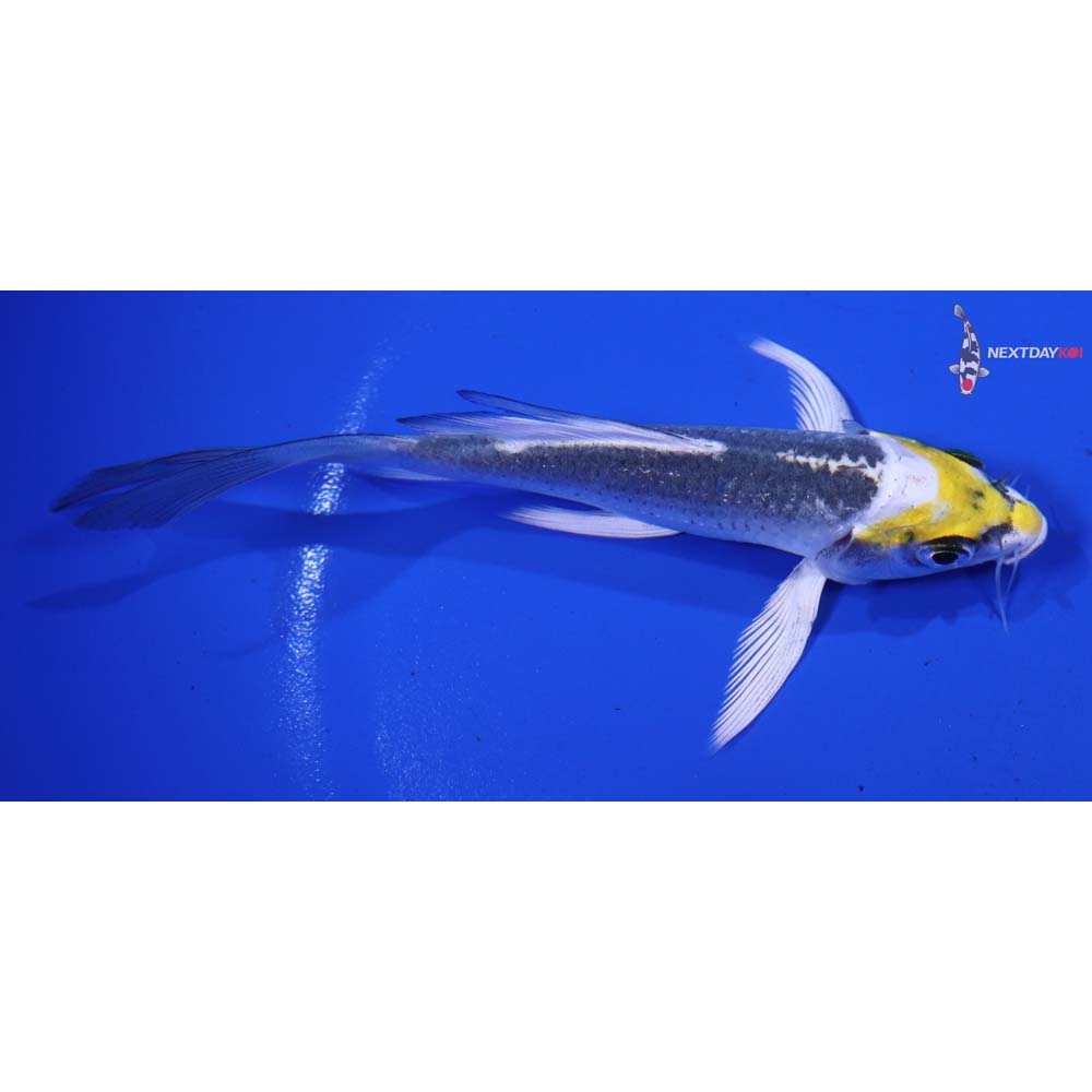 4β Imported Kujaku Butterfly Koi