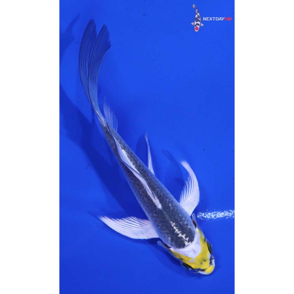 4β Imported Kujaku Butterfly Koi
