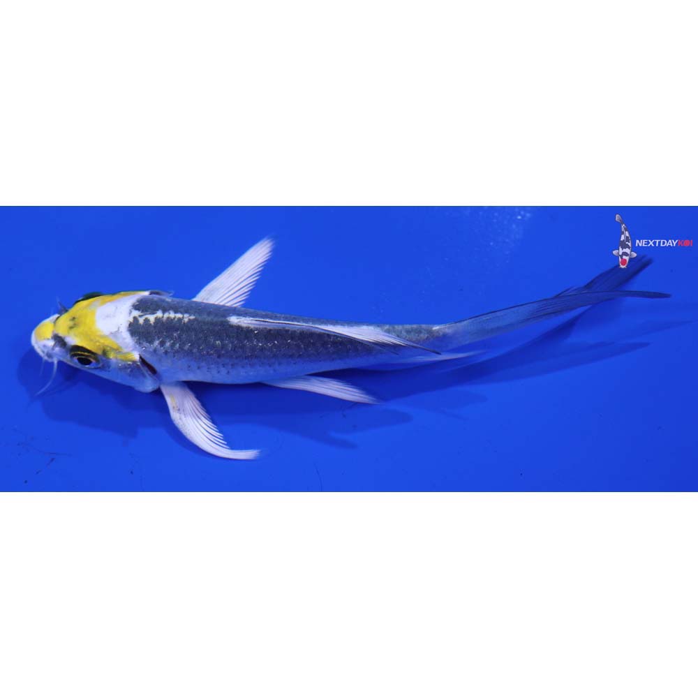 4β Imported Kujaku Butterfly Koi