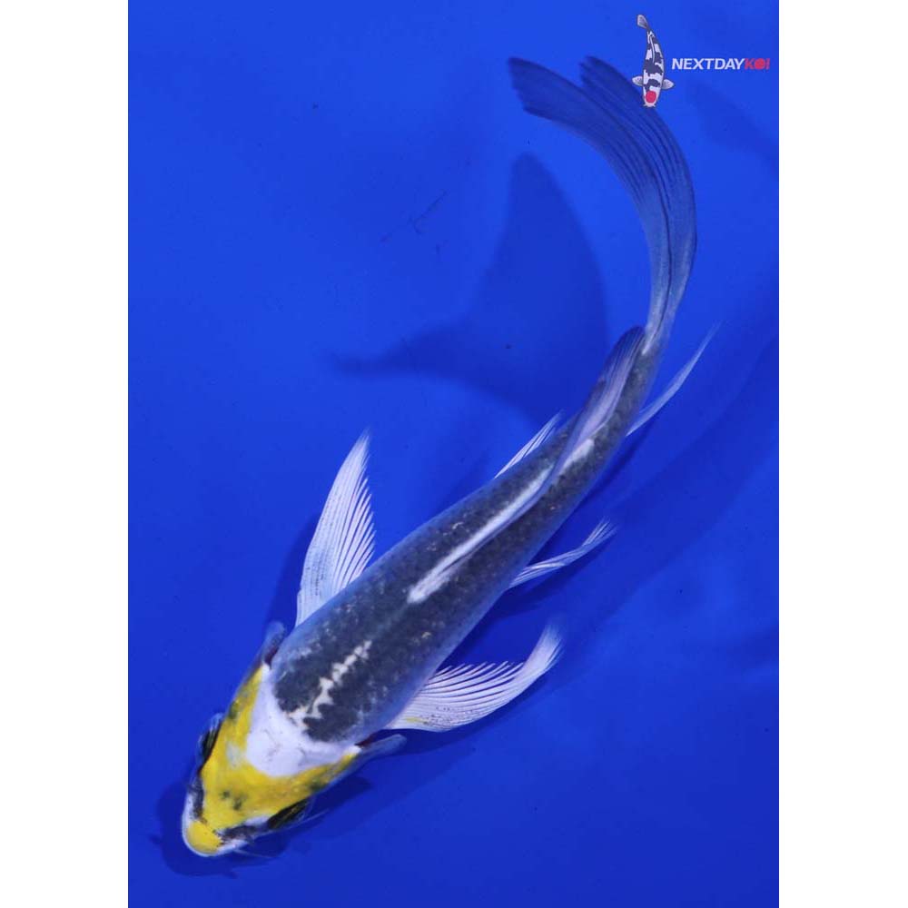 4β Imported Kujaku Butterfly Koi