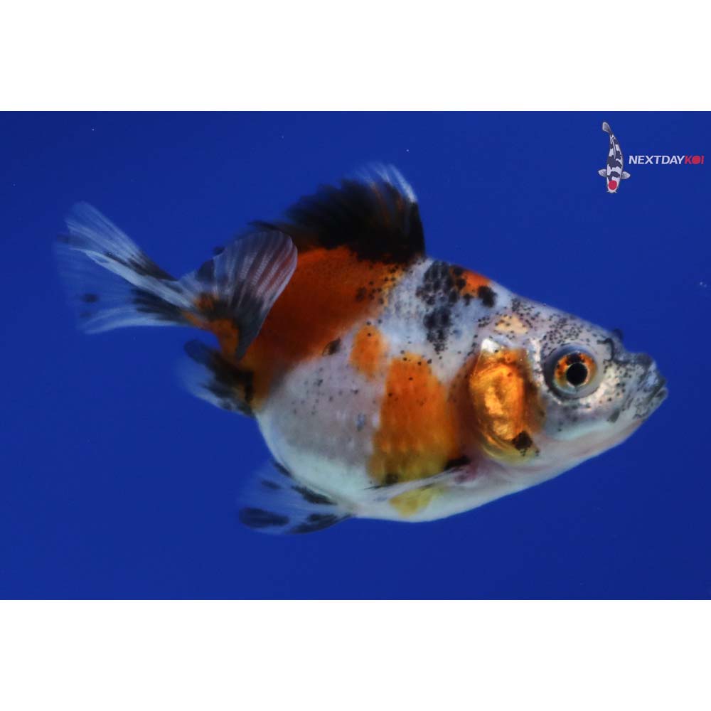 2” Imported Calico Pearlscale