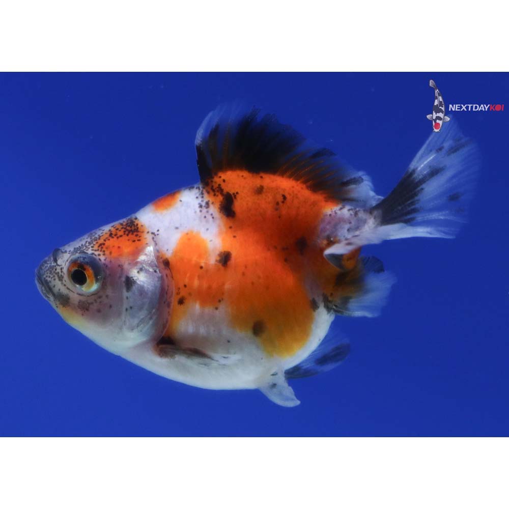 2” Imported Calico Pearlscale