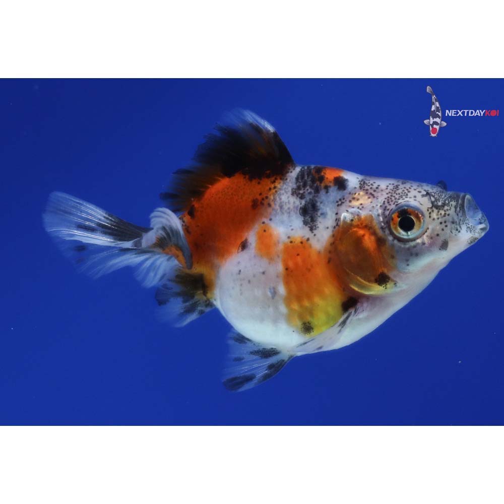 2” Imported Calico Pearlscale