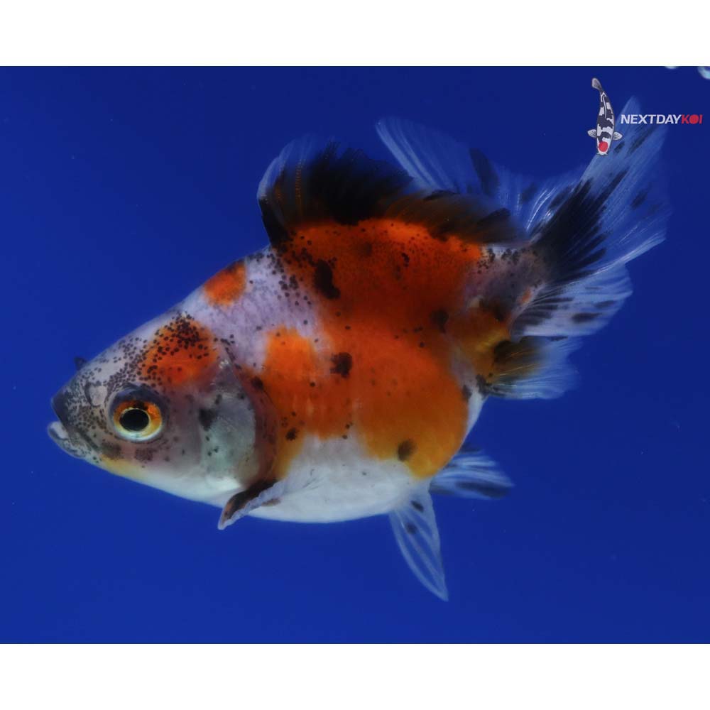 2” Imported Calico Pearlscale