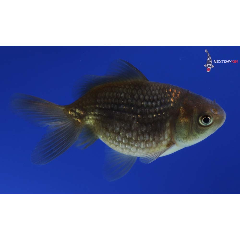 2.5” Imported Chocolate Pearlscale