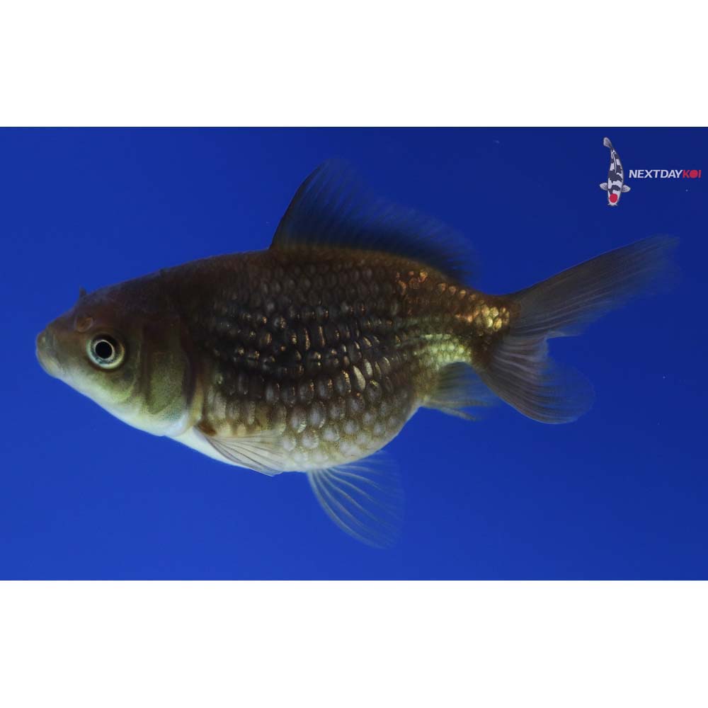 2.5” Imported Chocolate Pearlscale