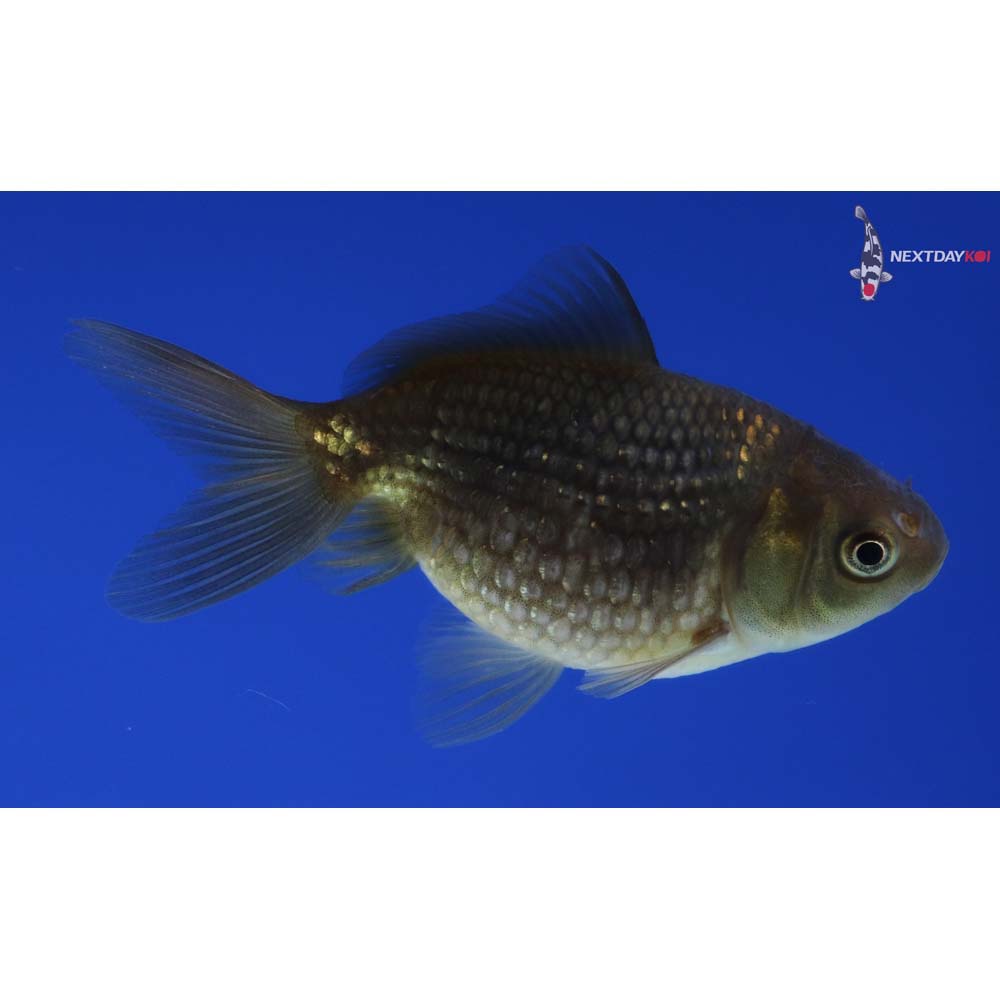 2.5” Imported Chocolate Pearlscale