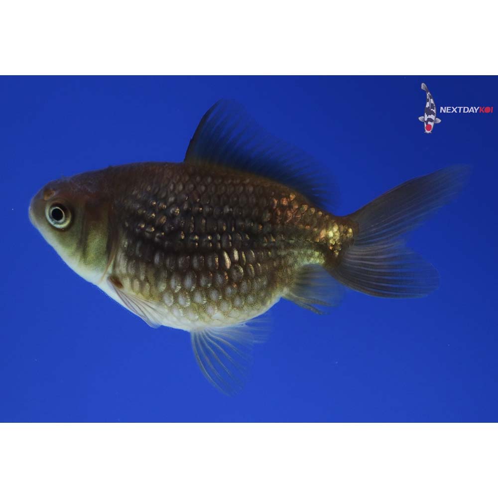 2.5” Imported Chocolate Pearlscale