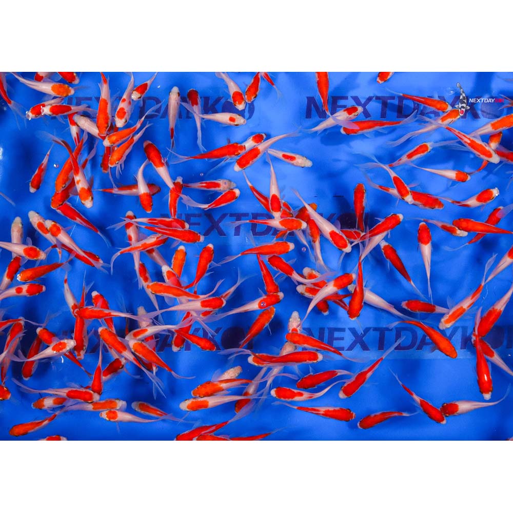 2-3" Imported Baby Sarasa Comet Goldfish