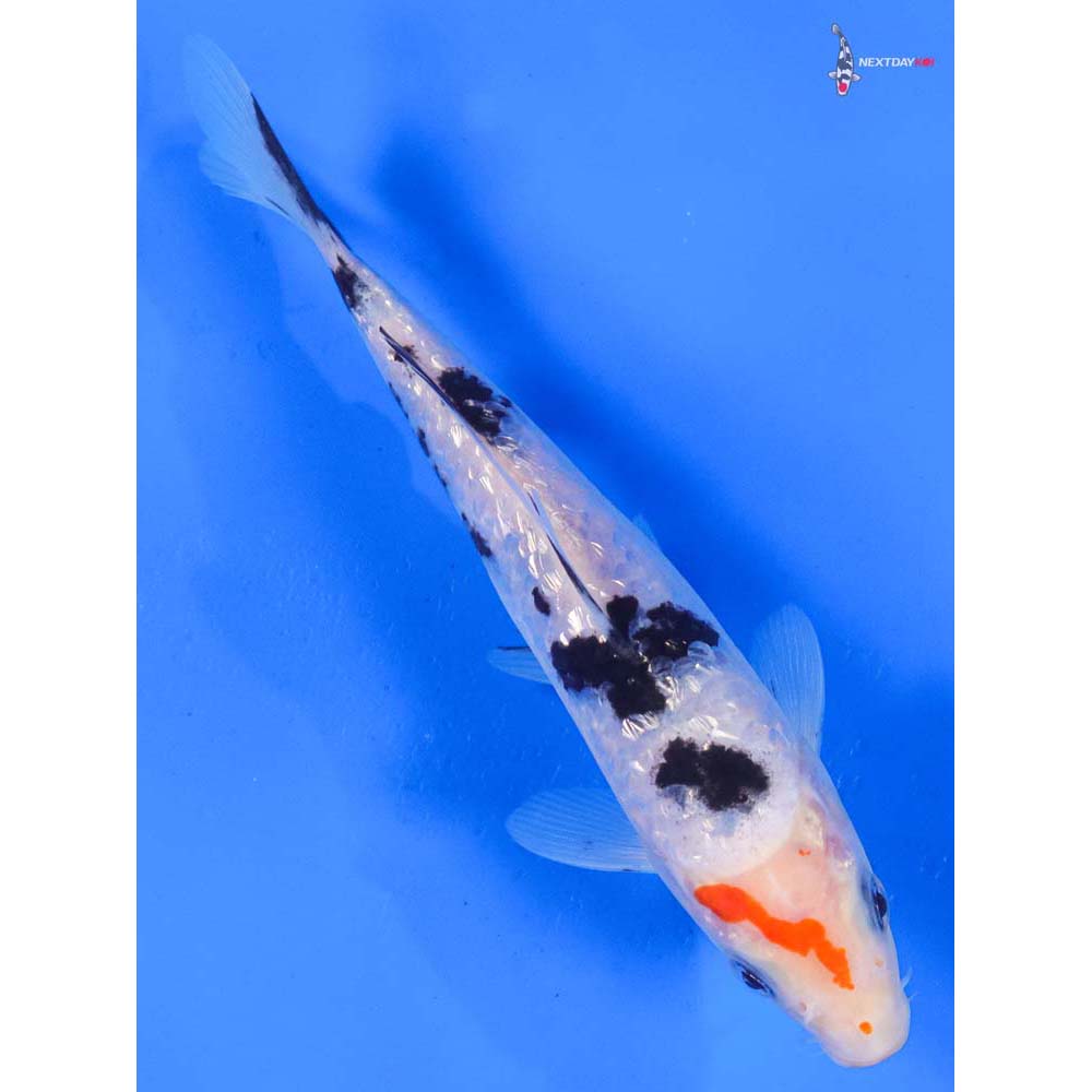 6.5” Imported Gin Rin Sanke