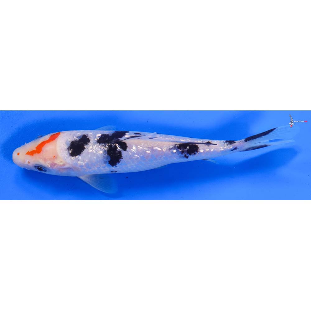 6.5” Imported Gin Rin Sanke