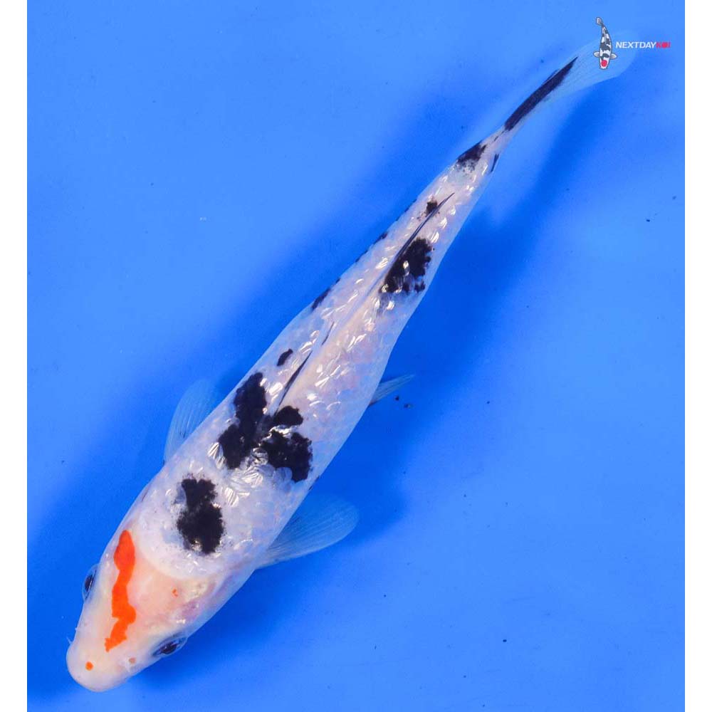 6.5” Imported Gin Rin Sanke