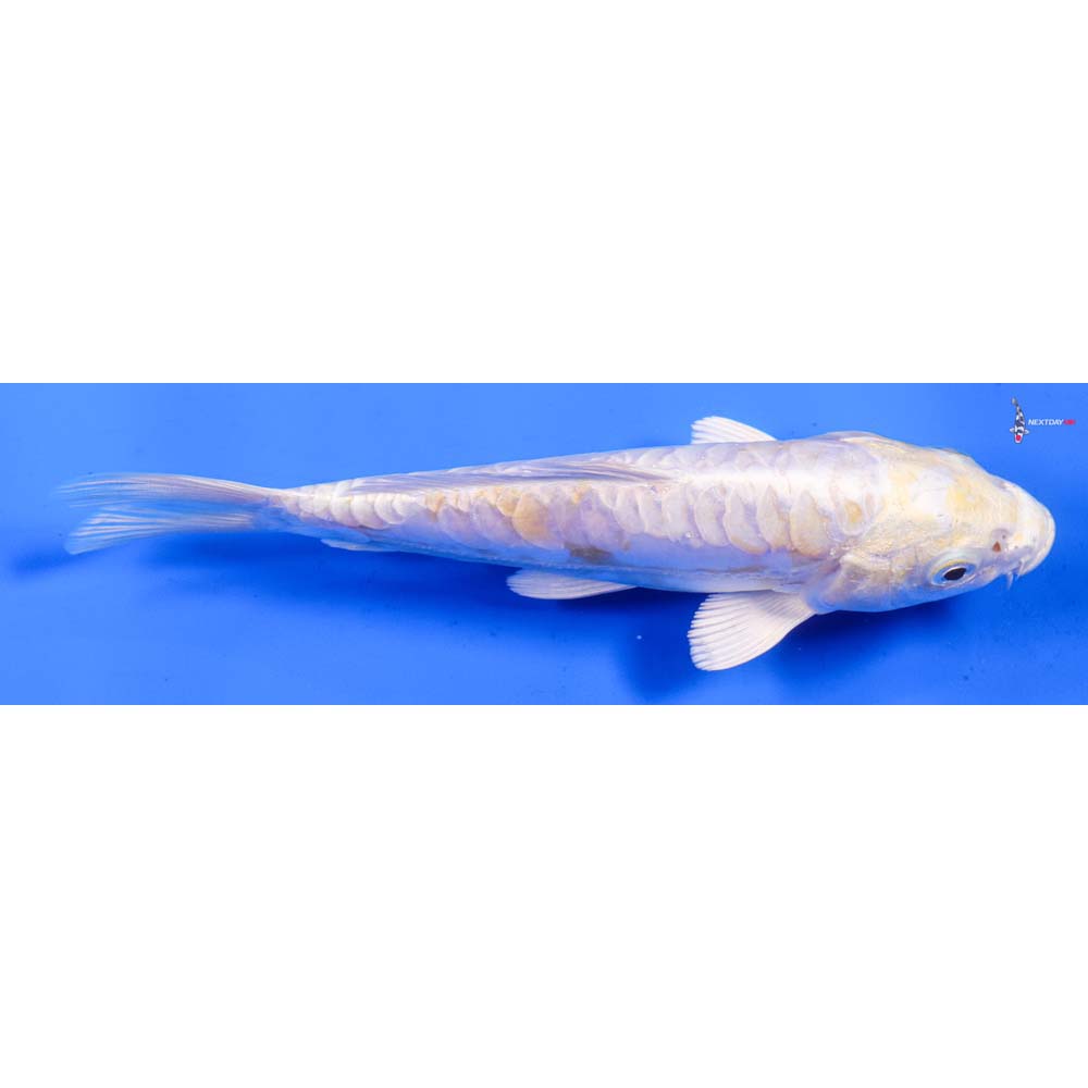 6.5” Imported Doitsu Lemon Hariwake