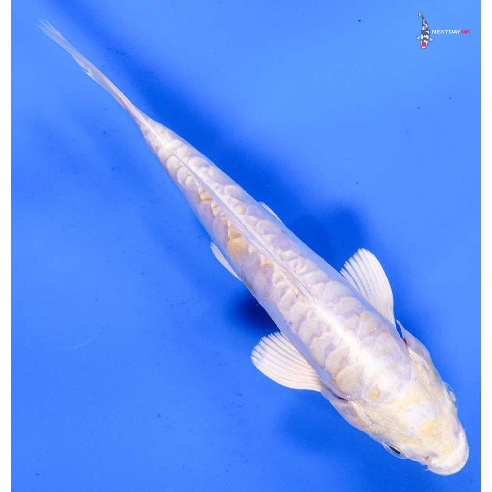 6.5” Imported Doitsu Lemon Hariwake