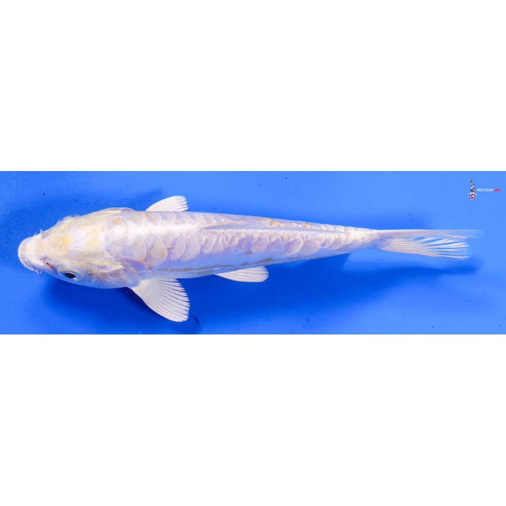 6.5” Imported Doitsu Lemon Hariwake