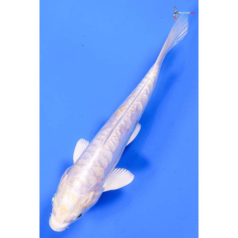 6.5” Imported Doitsu Lemon Hariwake