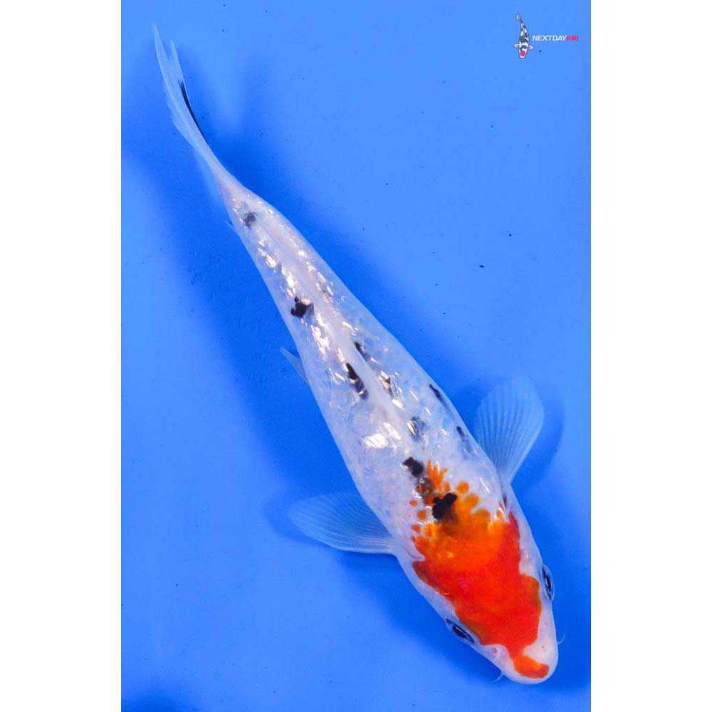 6” Imported Gin Rin Sanke
