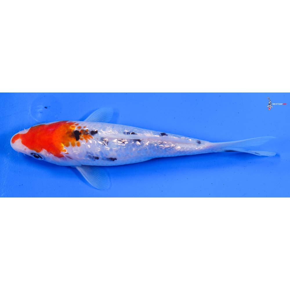 6” Imported Gin Rin Sanke