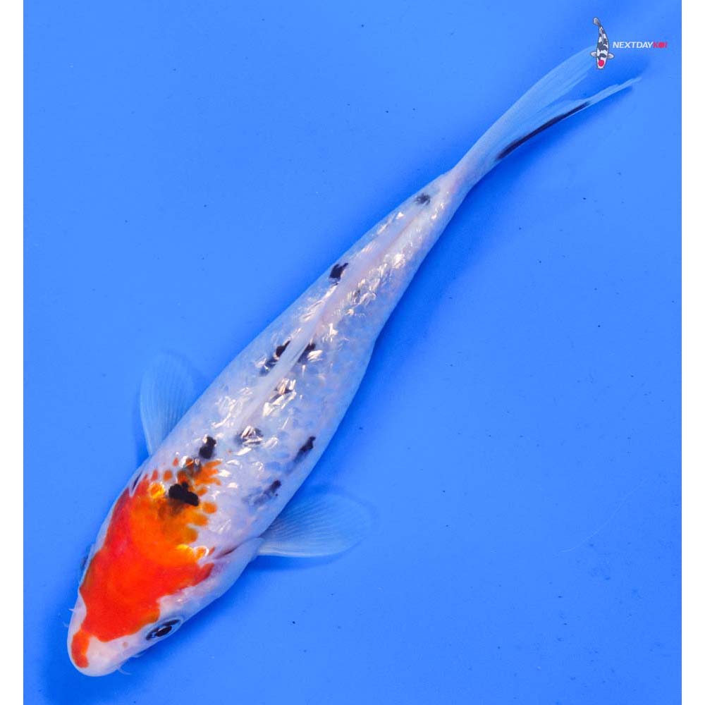 6” Imported Gin Rin Sanke
