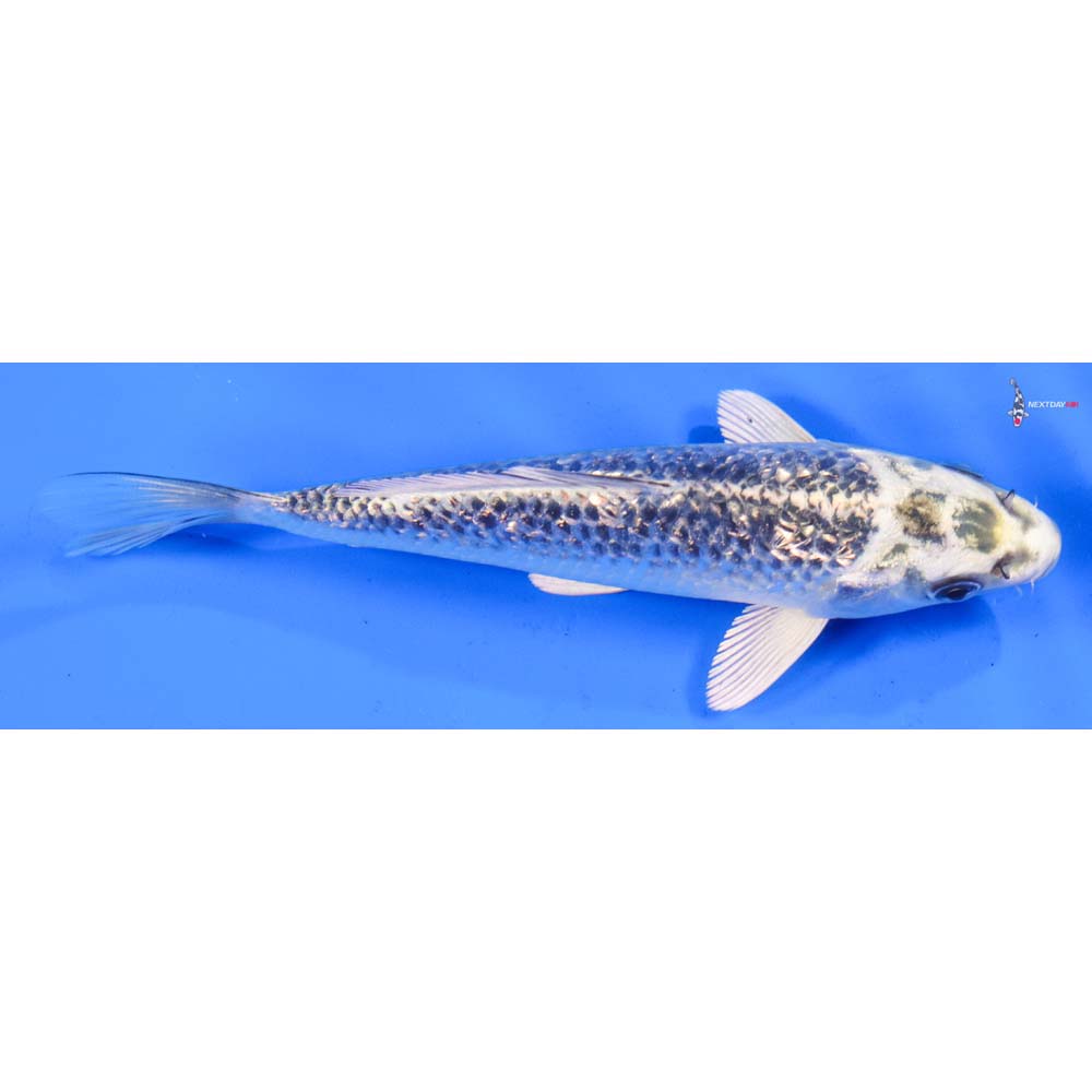 6” Imported Gin Rin Gin Matsuba