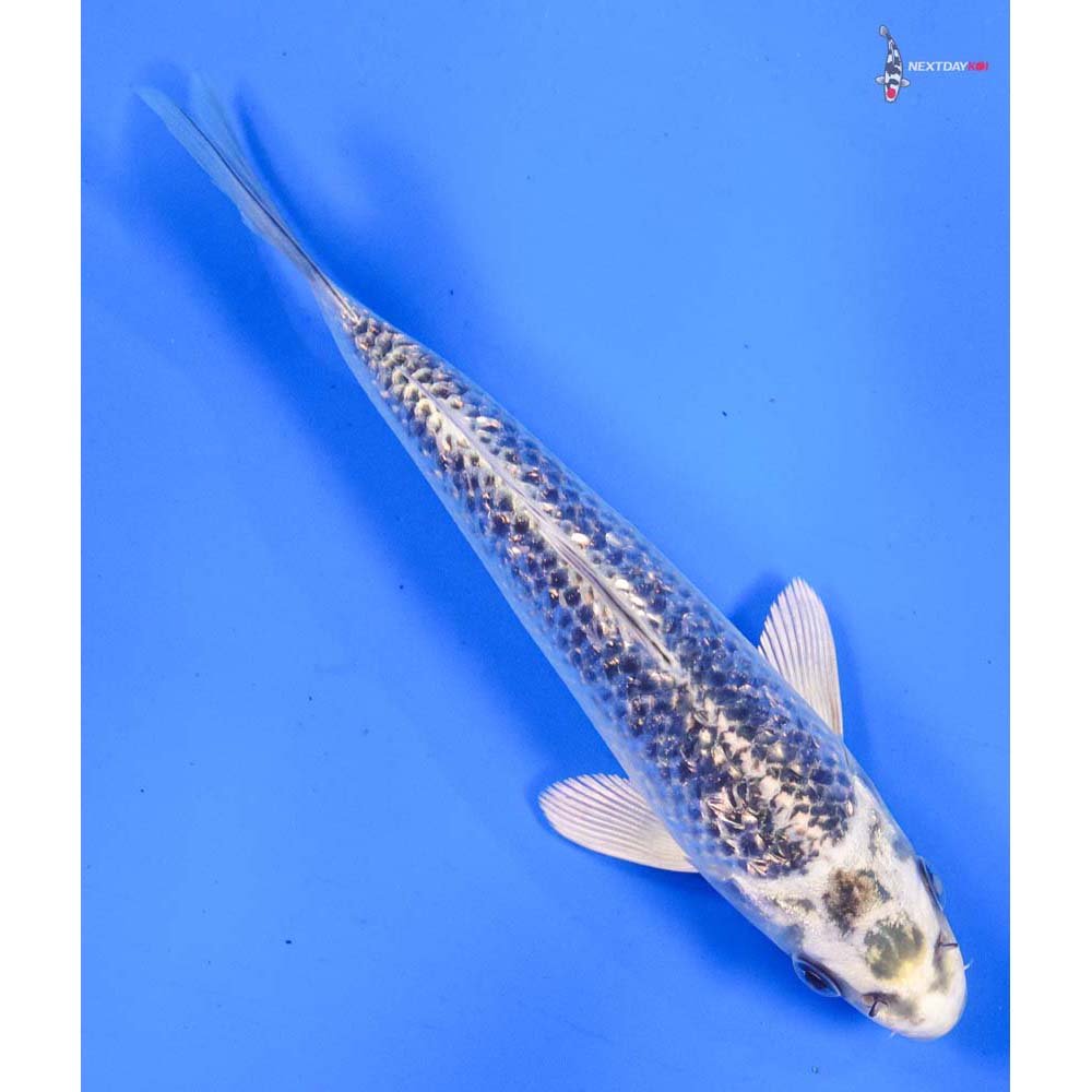 6” Imported Gin Rin Gin Matsuba