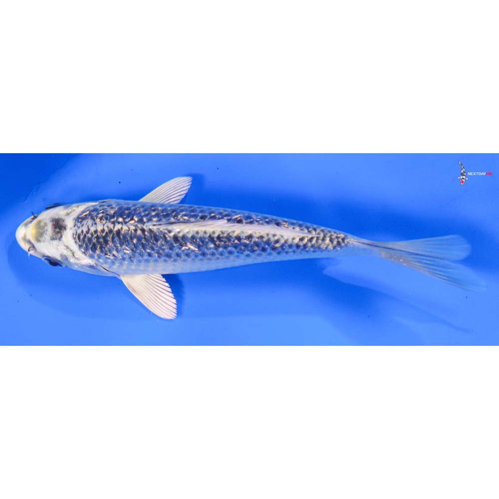 6” Imported Gin Rin Gin Matsuba