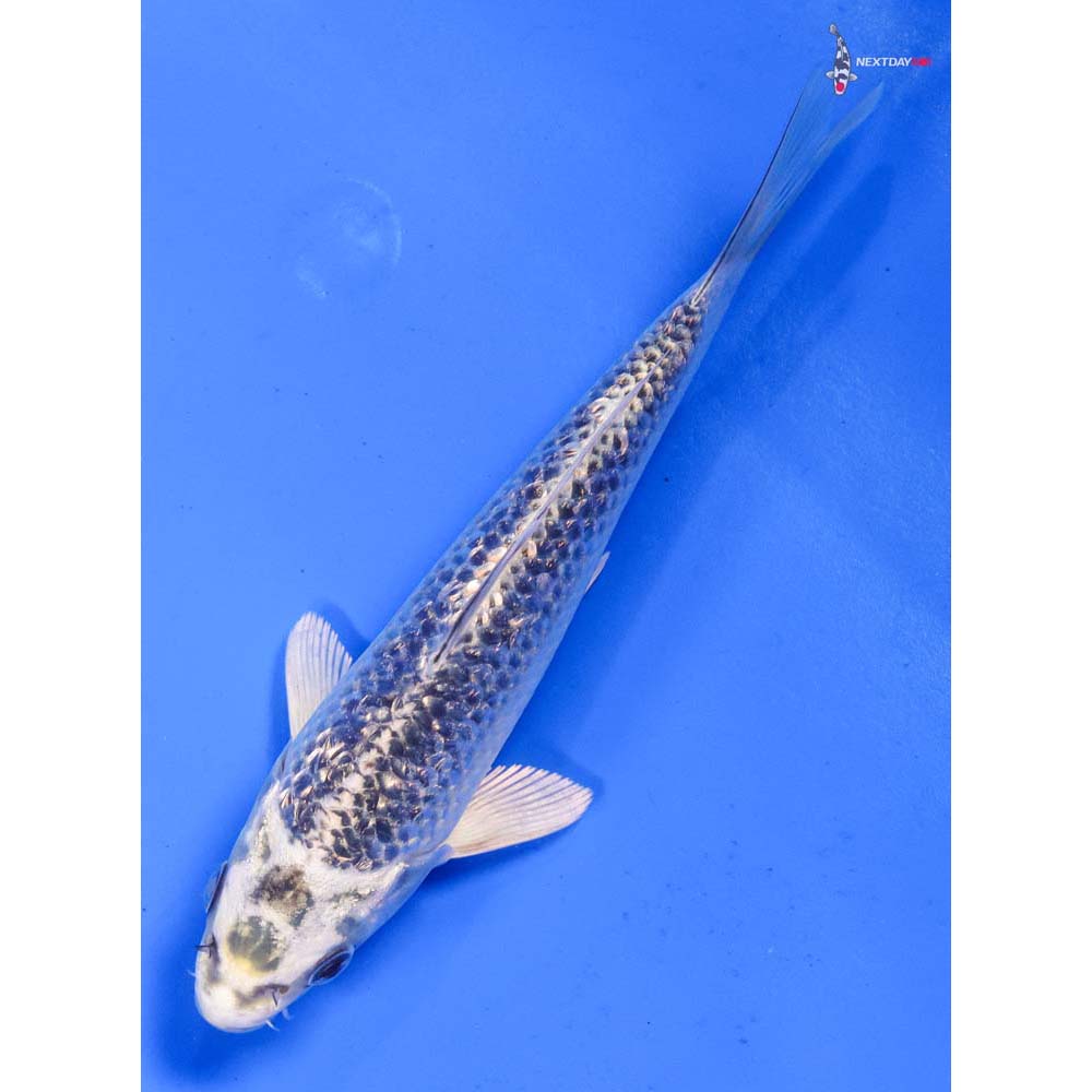 6” Imported Gin Rin Gin Matsuba